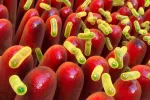 Bacterias intestinales alteradas pueden ayudar a predecir el alzhéimer Bacterias intestinales