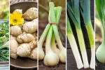 Estos son los 5 alimentos con más prebióticos para tu salud intestinal Los 5 alimentos con más prebióticos