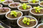 Mejoran el genoma de una planta, clave en vacunas contra COVID o gripe Planta 'Nicotiana benthamiana' en laboratorio