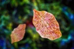 Gusano fasciola hepatica