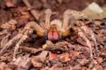 El veneno de una araña brasileña podría combatir la disfunción eréctil Phoneutria nigriventer