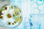 Estudio de la microbiota en una placa de Petri
