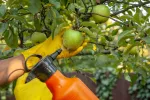 Agricultor fumigando un árbol frutal