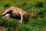 Vaca muerta tumbada en el suelo