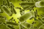 Microbiota intestinal afecta a la inteligencia Bacterias intestinales en 3D