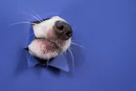 La raza y el hocico de tu perro pueden revelar su esperanza de vida Hocico de un perro