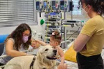 Terapia asistida con animales en niños ingresados en la UCI Perro de asistencia en la UCI del Hospital 12 de octubre
