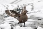 Skua antártica con las alas abiertas mientras está nevando