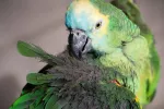 Psitacosis o fiebre del loro, cómo puede afectar a los humanos Loro con las plumas erizadas por la psitacosis