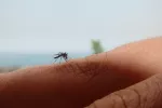 Descubren cómo crear trampas para el mosquito de la leishmaniasis Mosquito posado en el brazo de una persona