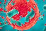 Bacterias presentes en un tumor canceroso