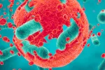 Desenmascaran a las bacterias presentes en las metástasis del cáncer Bacterias presentes en un tumor canceroso