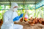 La OMS teme que la gripe aviar evolucione y se transmita entre personas Científico recogiendo muestras de aves enfermas