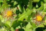 Un compuesto del cardo bendito puede promover la regeneración nerviosa Flor de cardo bendito