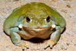 Un alucinógeno del veneno de un sapo podría ayudar a tratar la depresión Sapo del Desierto de Sonora