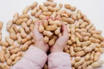 Incluir cacahuetes en la dieta del bebé puede evitar que desarrolle alergia Una persona sostiene en sus manos un puñado de cacahuetes