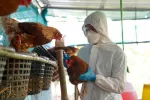Confirman la primera muerte humana por gripe aviar, registrada en México Veterinario vacunando a unas aves de granja