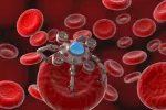 Microrobots creados con algas trasportan fármacos para combatir metástasis Microrobot inyectando un fármaco en una célula