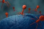 Tratamientos de fagoterapia españoles destruyen bacterias multirresistentes Ilustración 3D de bacteriófagos atancando a bacterias