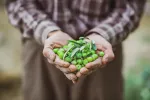 Aceitunas prometedoras para tratar obesidad y diabetes Agricultor muestra un puñado de aceitunas verdes en sus manos