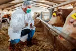 La gripe aviar H5N1 puede transmitirse a través de leche de vaca infectada Veterinario con uniforme protector analizando una vaca