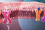 Mecanismo de absorción de azúcar en sangre normal y en diabéticos Absorción de azúcar en sangre y resistencia a la insulina (ilustración)