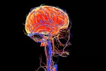 Menor flujo sanguíneo del cerebro medido con resonancia magnética Flujo sanguíneo cerebral alterado en el alzhéimer en fases iniciales