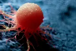 Crean nanosondas de origami que se iluminan al detectar un cáncer agresivo Ilustración 3D médicamente exacta de una célula cancerosa