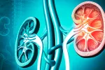 Desvelan factores genéticos como causa de enfermedad renal idiopática Ilustración Enfermedad Renal Humana
