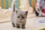 Gato munchkin: características como mascota y cuidados que necesita Cachorro de gato munchkin