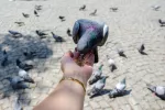 Palomas y otras aves urbanas de Madrid portan patógenos peligrosos Mujer alimenta a una paloma en las calles de Madrid
