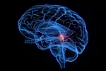 Un área del cerebro juega un papel inesperado en la toma de decisiones Ilustración 3D del cerebro señalando el colículo superior