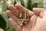La psilocibina protege contra la depresión tanto como los antidepresivos Una persona con un puñado de hongos en la mano
