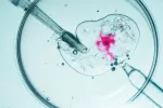 Los bebés que nacen por reproducción asistida tendrían más riesgo cardíaco Primer plano de la fertilización in vitro en una placa de Petri