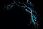 Biomarcadores óseos para predecir el riesgo cardiovascular en diabéticos Proteína esclerostina en una ilustración en 3D