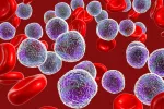 España trata al primer paciente con un fármaco que ataca la raíz del cáncer Infografía de glóbulos rojos y blancos en la sangre