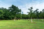 Vinculan más zonas verdes en las ciudades con menor tasa de enfermedades Zona verde en medio de una gran ciudad