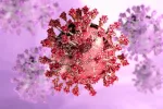 El COVID-19 puede favorecer la aparición de células con propiedades anticancerígenas Imagen de coronavirus SARS-Cov-2