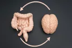 Hallan conexiones entre el intestino y el cerebro que podrían ayudar a tratar la depresión Prototipos de un intestino y un cerebro