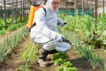 La exposición continuada a pesticidas en invernaderos puede causar enfermedades crónicas Un agricultor rocía con un pesticida las plantas en un invernadero