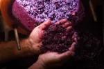 Orujo de uva mejora la eficacia de la quimioterapia Manos con extracto de orujo de uva húmeda