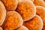 Revelan un mecanismo que usa el cuerpo para quemar grasas Células de grasa parda