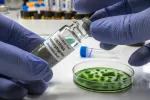 Valencianos patentan un método sostenible que elimina la listeria con eficacia Experto analiza en el laboratorio una muestra de carne contaminada con la bacteria listeria