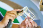 Neutralizan veneno de cobra con proteínas creadas por inteligencia artificial Científico extrayendo el veneno a una cobra para su investigación
