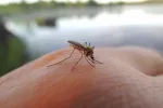 Detectan el virus Sindbis en mosquitos del sureste de España por primera vez Mosquito picado en la mano a una persona