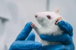 Reconectan una médula espinal seccionada de una rata con espumas de grafeno Una rata de laboratorio