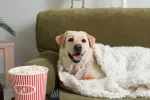 Perros labradores y humanos compartimos genes responsables de la obesidad Perro labrador arropado y tumbado en un sofá junto a cubo de palomitas y mando tv