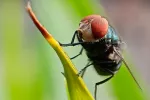 Gusano barrenador del Nuevo Mundo, una amenaza para animales y humanos Cochliomyia hominivorax, la mosca del gusano barrenador del Nuevo Mundo