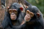 Dos chimpancés se abrazan