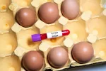 Preocupa el impacto de la gripe aviar en la seguridad alimentaria Cartón de huevos abiertos con un vial de sangre infectada de gripe aviar